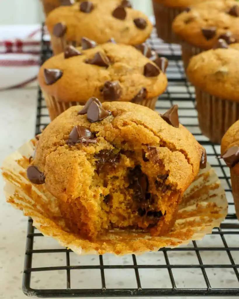 Pumpkin chocolate muffins on a cooling rack with one muffins with a bite out of it. 
